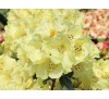 Рододендрон Голдкрон (Goldkrone) С2